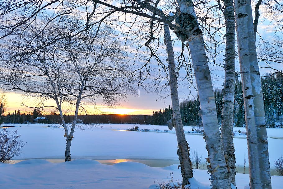 landscape, winter, trees, birch, white, sunset, frozen, sky HD wallpaper
