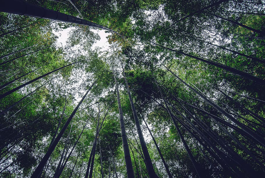 japan, kamakura, bamboo, dark, looking up, trees, plants, foliage HD wallpaper