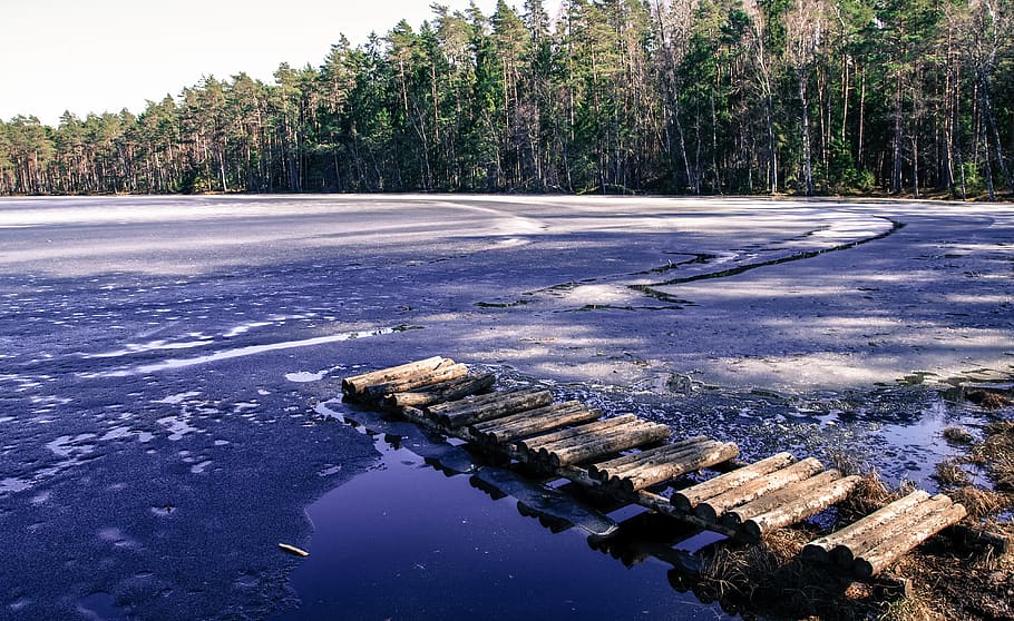 Seashore Next to Trees, bridge, daylight, ice, landscape, nature HD wallpaper