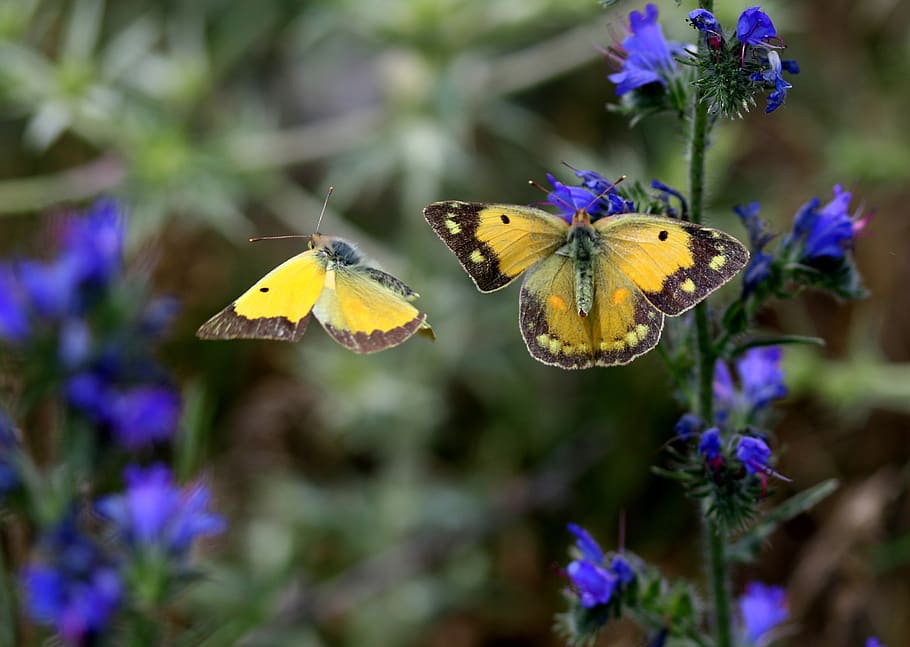 butterfly, yellow, pair, two, flower, insect, nature, wings HD wallpaper