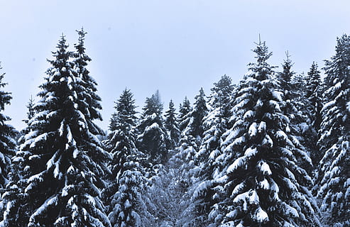 Snow Covered Pine Trees Under Cloudy Sky, branches, cold, daylight HD wallpaper