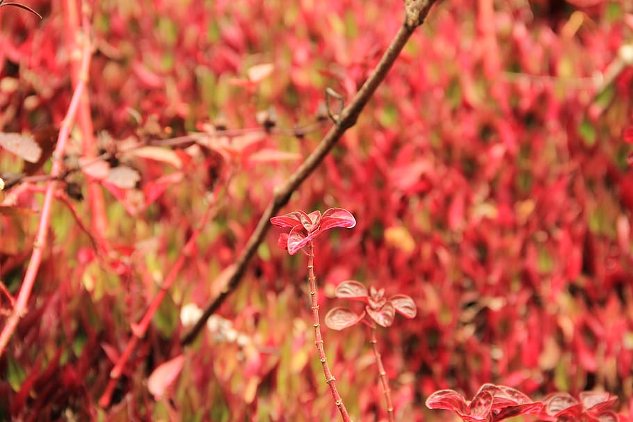 red leafed plant, petal, blossom, flower, geranium, tree, vegetation HD wallpaper