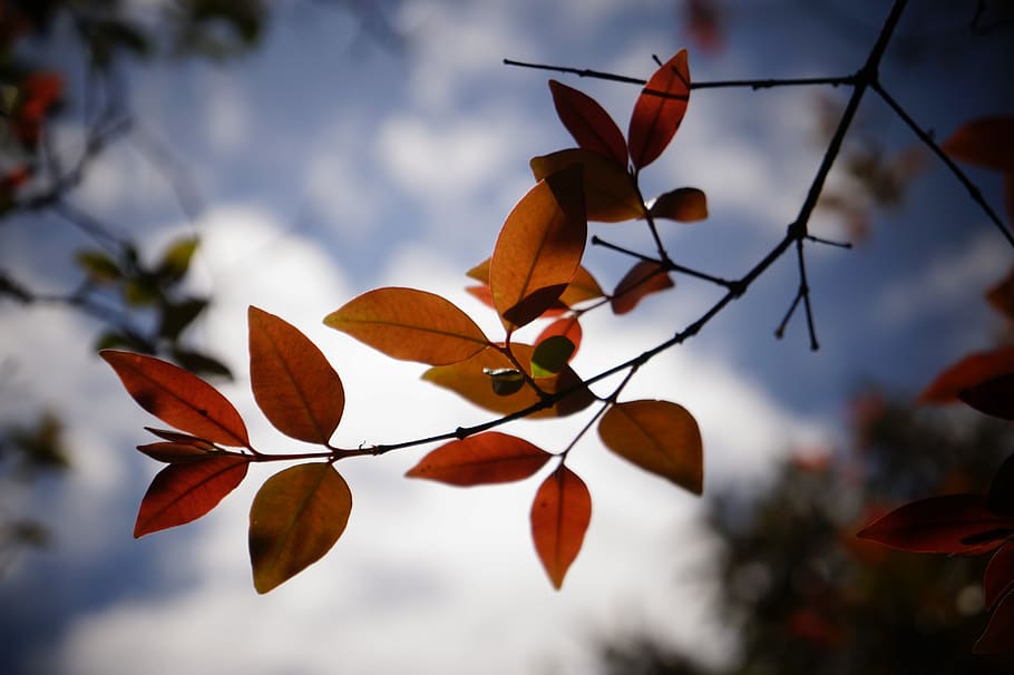 leaves, tree, red, sky, branch, fresh, nature, plant, focus on foreground HD wallpaper