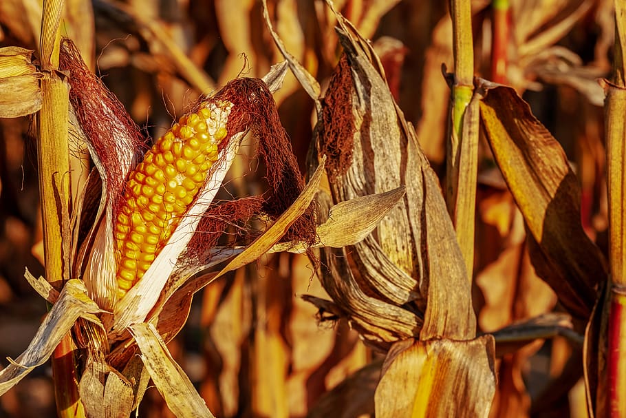 corn on the cob, zea mays, corn kernels, yellow, food, field HD wallpaper