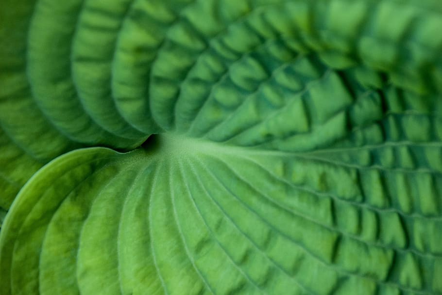 leaf, leaves, texture, macro, green, nature, close-up, tropical HD wallpaper