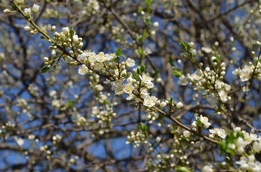 tree, branch, white, nature, spring, color, nice, flowering plant HD wallpaper