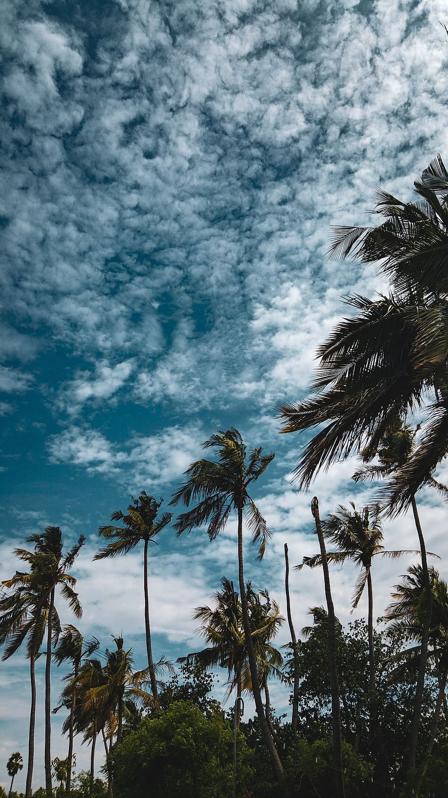 Coconut Trees Under Cloudy Sky, coconuts, daytime, landscape HD wallpaper