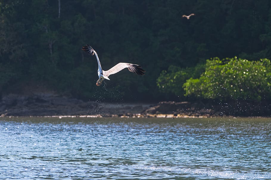 malaysia, langkawi, ocean, forest, trees, motion, water, eagle HD wallpaper