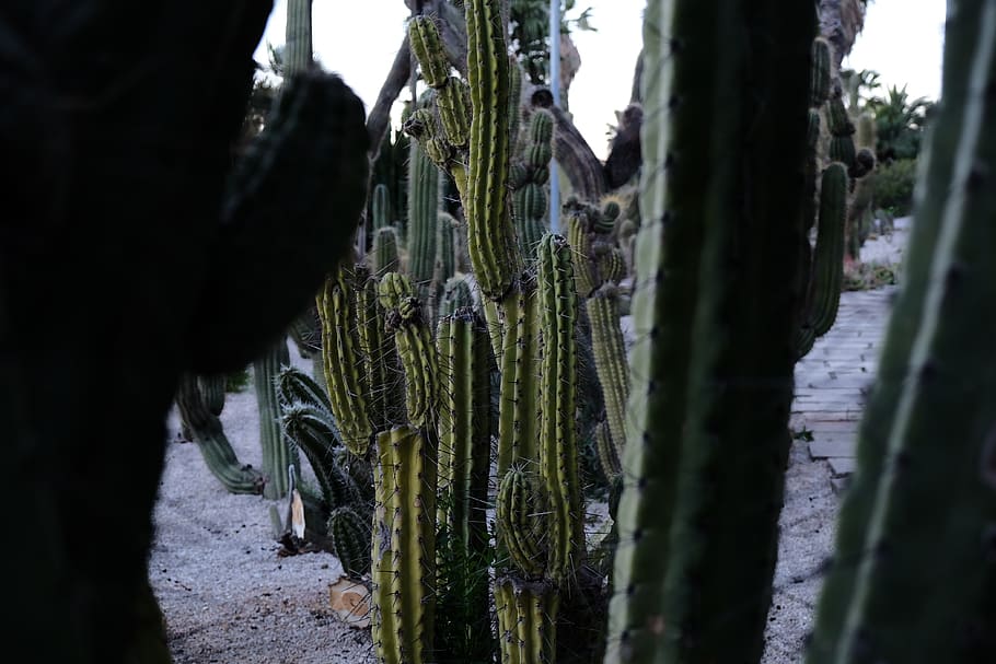 spain, barcelona, park, cactus, plant, forest, cacti, no people HD wallpaper