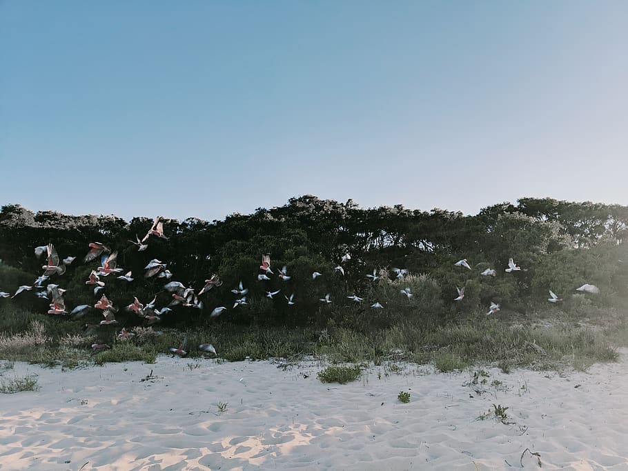 Flight Of Birds , animals, beach, sand, seashore, sky, group of people HD wallpaper