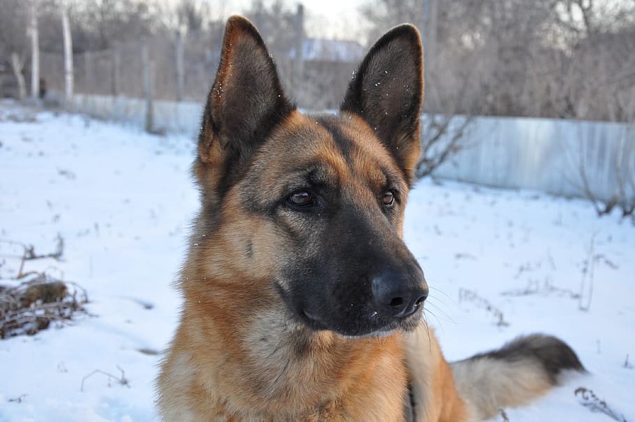 dog, training, home, shepherd, nose, animal, mammal, smart HD wallpaper