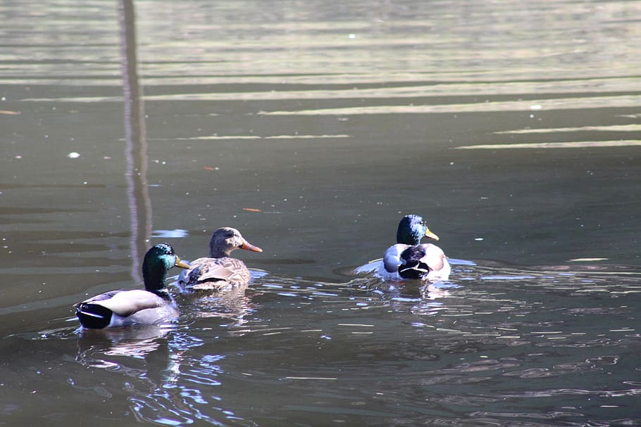 birds, ducks, mallards, vertebrate, animal themes, animals in the wild HD wallpaper
