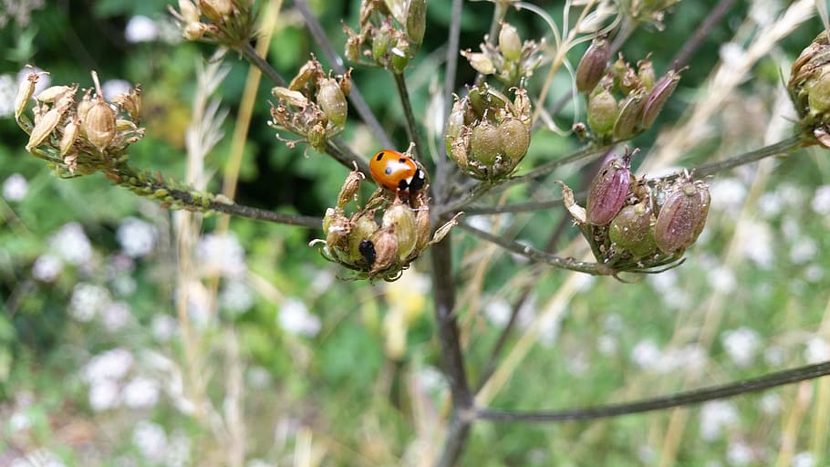 ladybug, nature, life, insect, the beetle, meadow, plant, growth HD wallpaper
