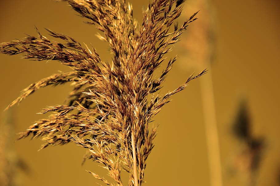 grass, grasses, reed, blossom, bloom, inflorescence, tube, nature HD wallpaper