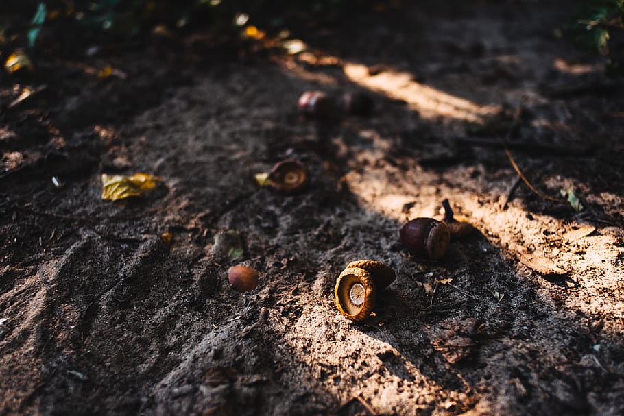 begin, acorn, wild, shadow, september, seasonal, plant, path HD wallpaper