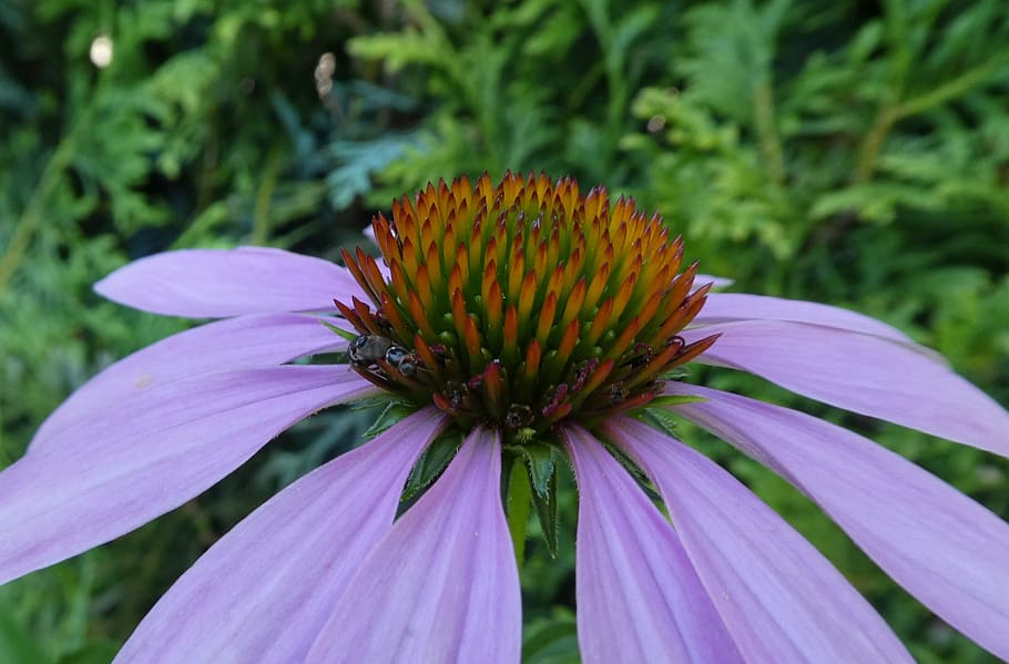coneflower, close up, summer, blossom, bloom, hidden insect