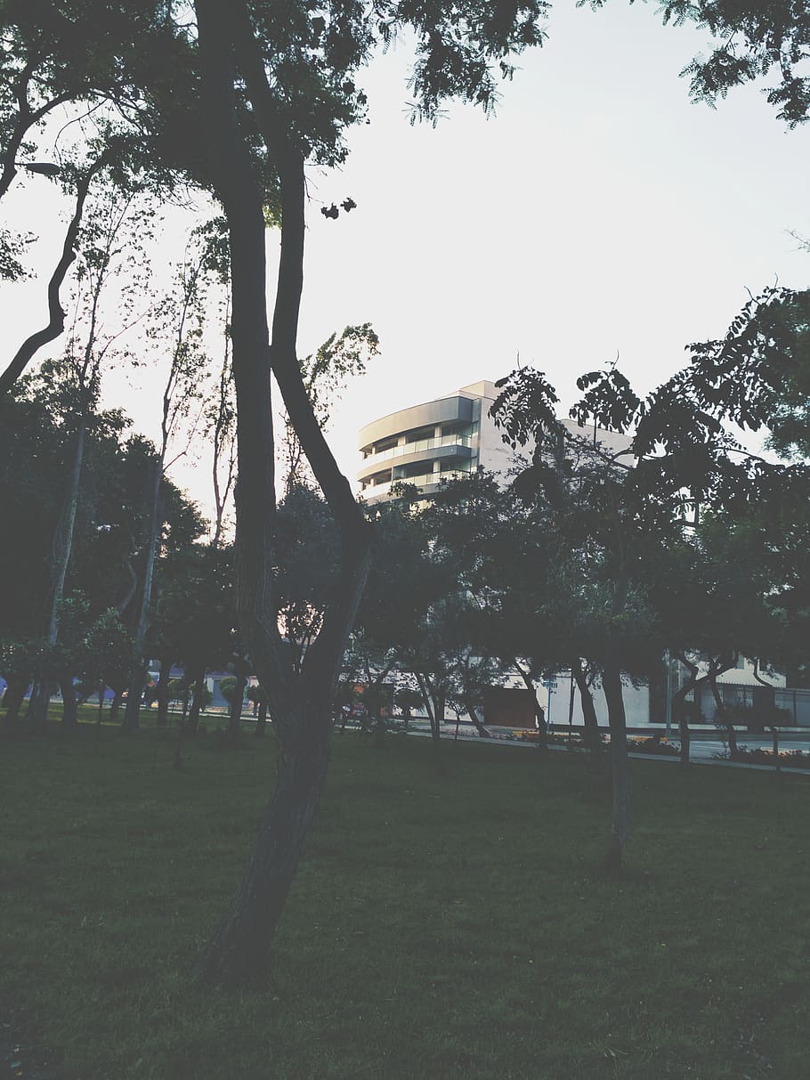 city, arquitecture, tree, building, plant, grass, nature, field HD wallpaper