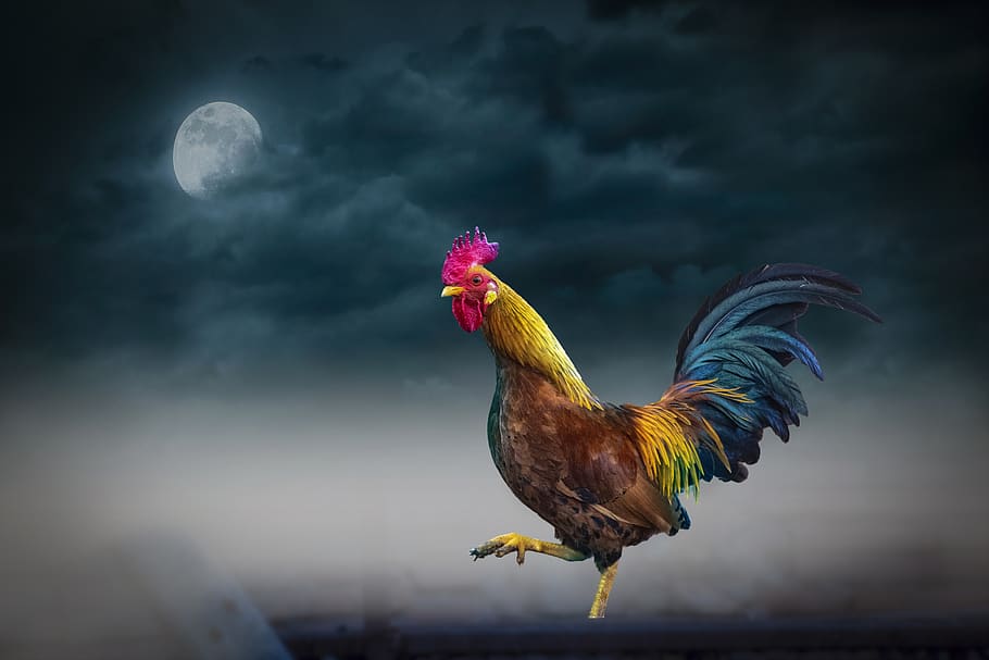 9 Gallos de pelea ideas  rooster game fowl rooster art