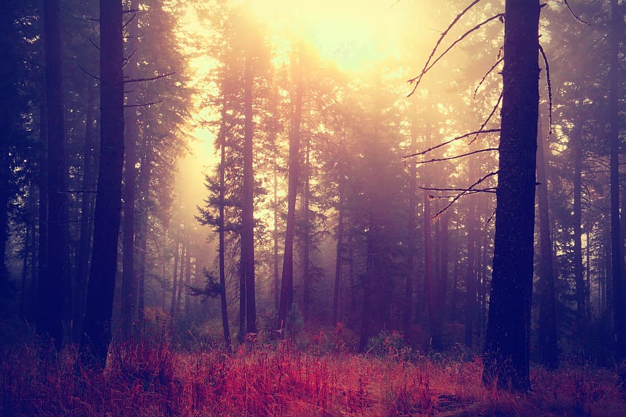 tree, forest, land, plant, beauty in nature, tree trunk, woodland HD wallpaper