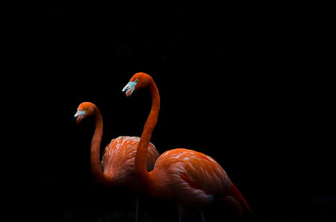 two orange flamingo birds in dark room, pink, feather, beak, neck HD wallpaper