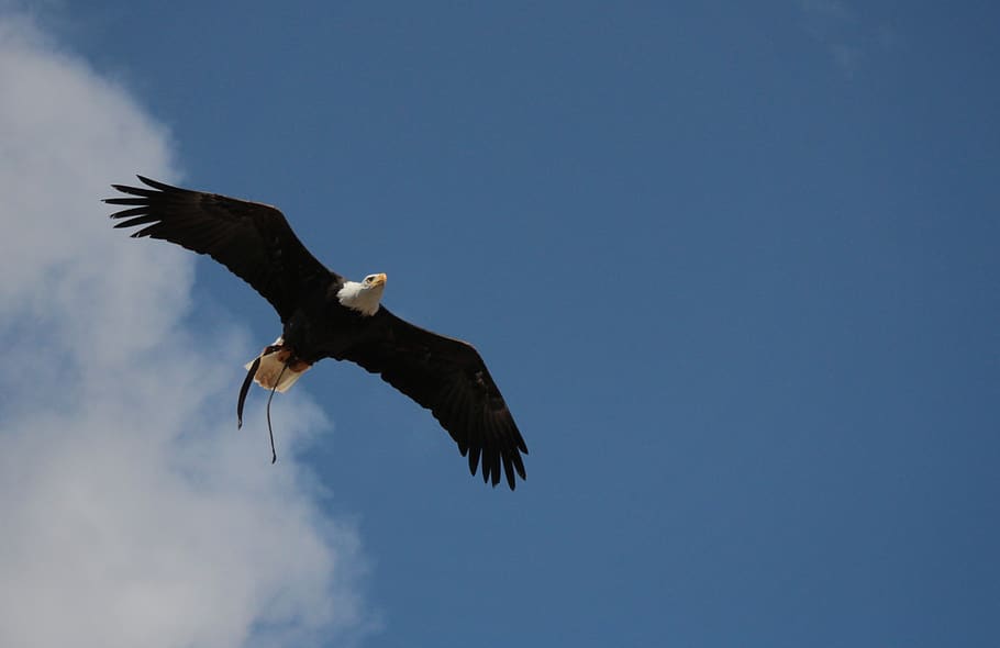 bald eagles, adler, wild bird, majestic, white tailed eagle HD wallpaper