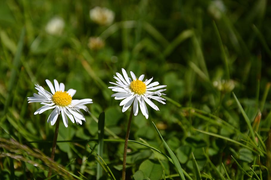 meadow, daisy, flowers, pointed flower, wild flower, bloom HD wallpaper