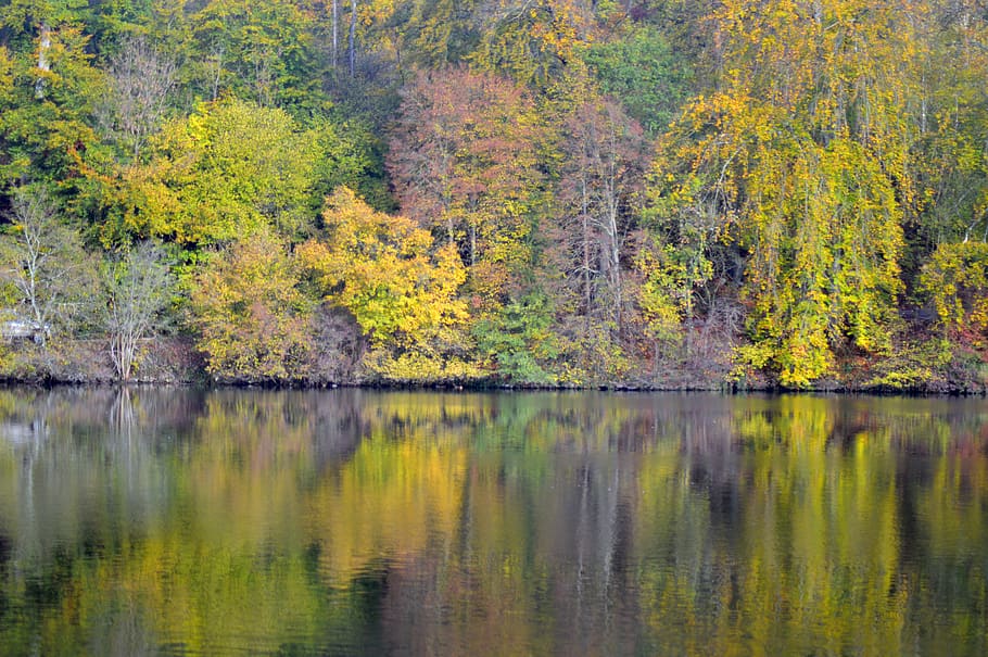 forest, nature, landscape, trees, water, field, wood, autumn HD wallpaper