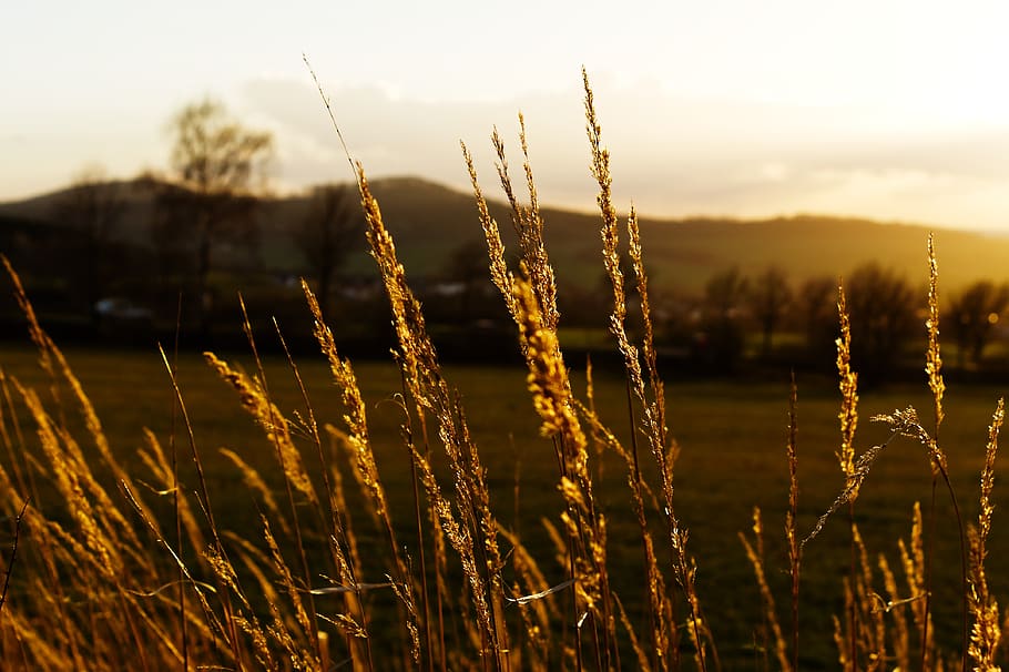 grass, field, nature, landscape, gold, mountains, scenic, mood HD wallpaper