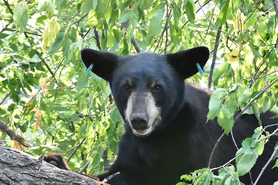 bear, tree, ear tags, research, black bear, outdoor, animal HD wallpaper