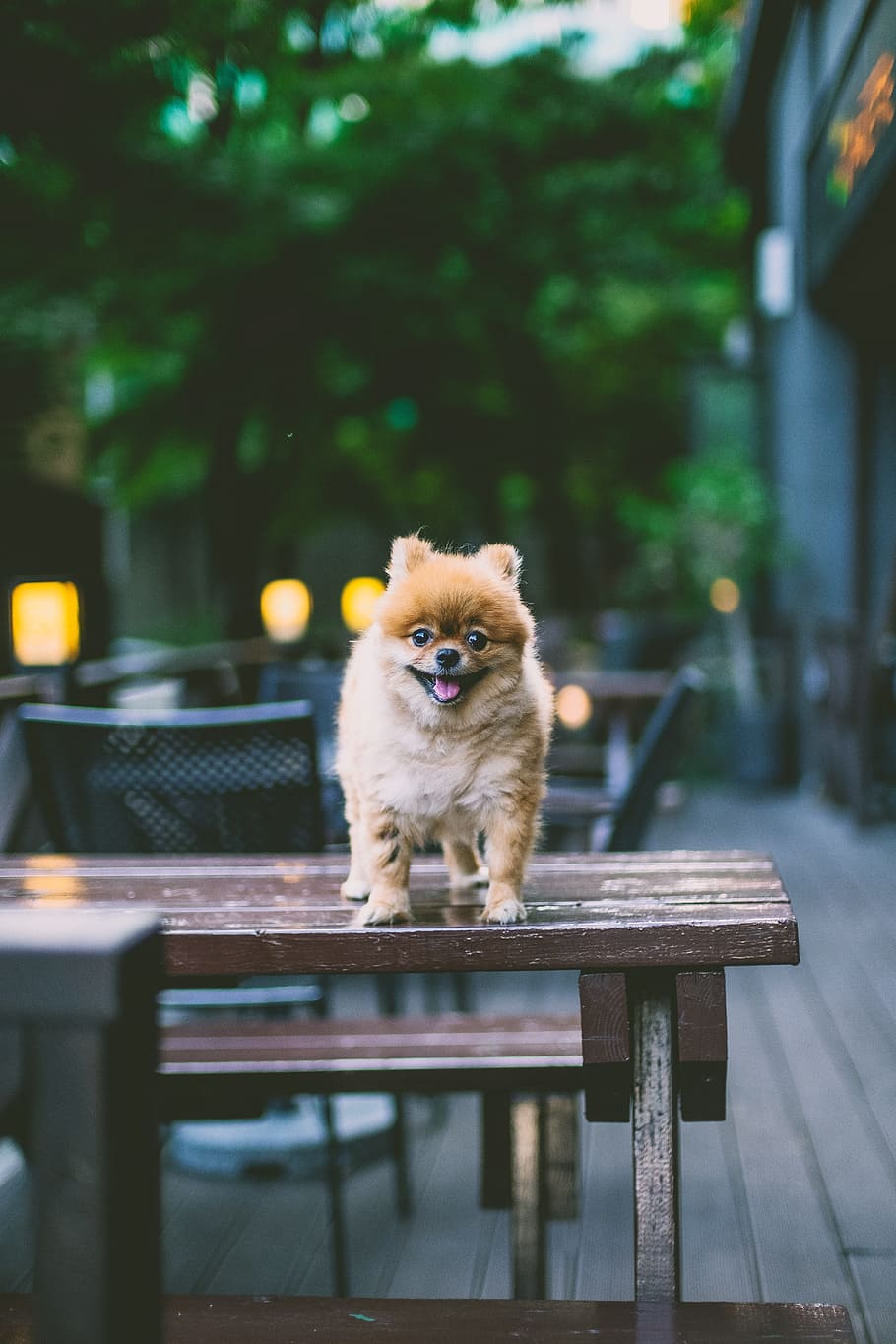 brown puppy on brown table, pomeranian, dog, outdoor, pet, smile