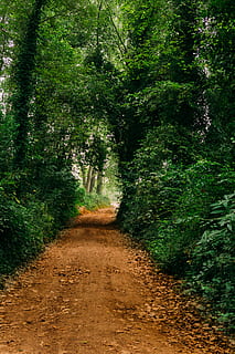 dirt road surrounded with trees, path, gravel, portugal, forest HD wallpaper