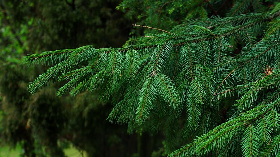 nature, plants, tree, branch, iglak, green, spruce, forest HD wallpaper