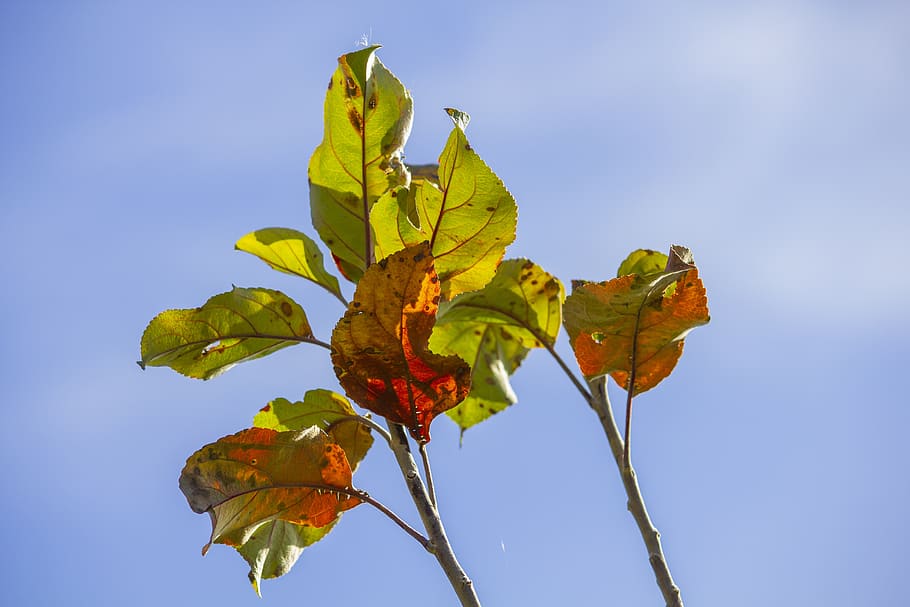 leaf, leaves, branch, sky, dry, autumn, plant part, nature HD wallpaper