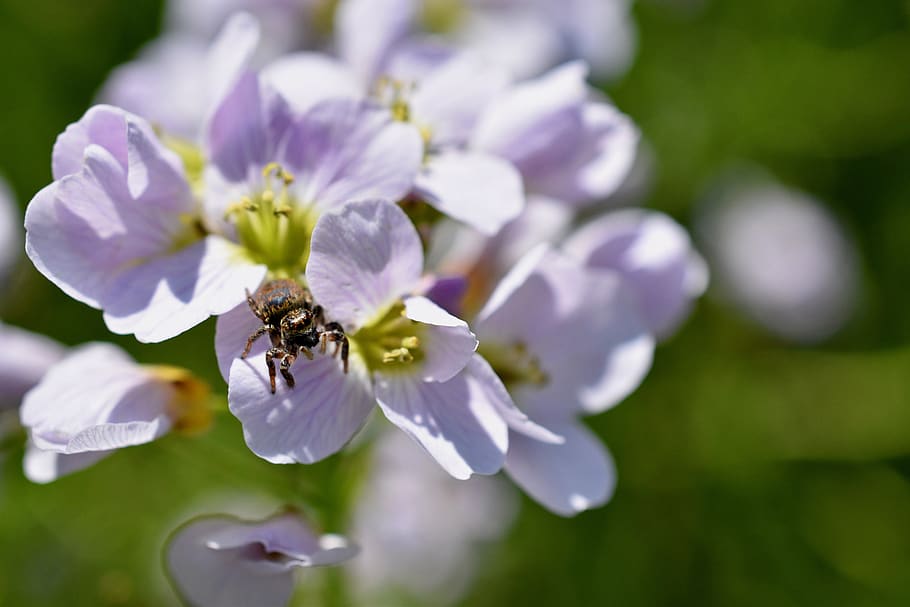 spider, flowers, spring, nature, garden, flowering plant, invertebrate HD wallpaper