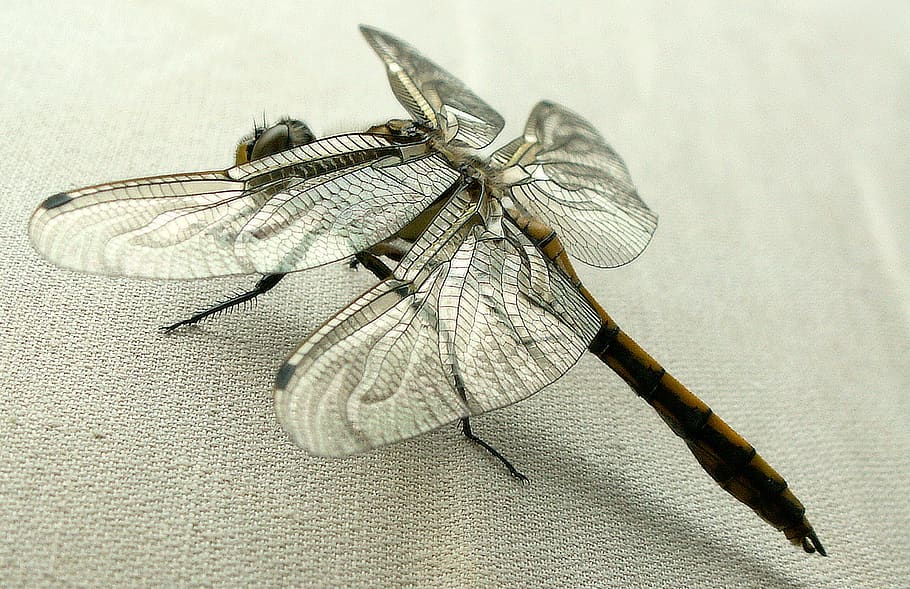 nature, insect, invertebrate, animal wing, animal themes, close-up HD wallpaper