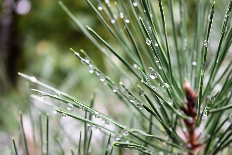 trees, pine, christmas, winter, rain, water, water droplets HD wallpaper