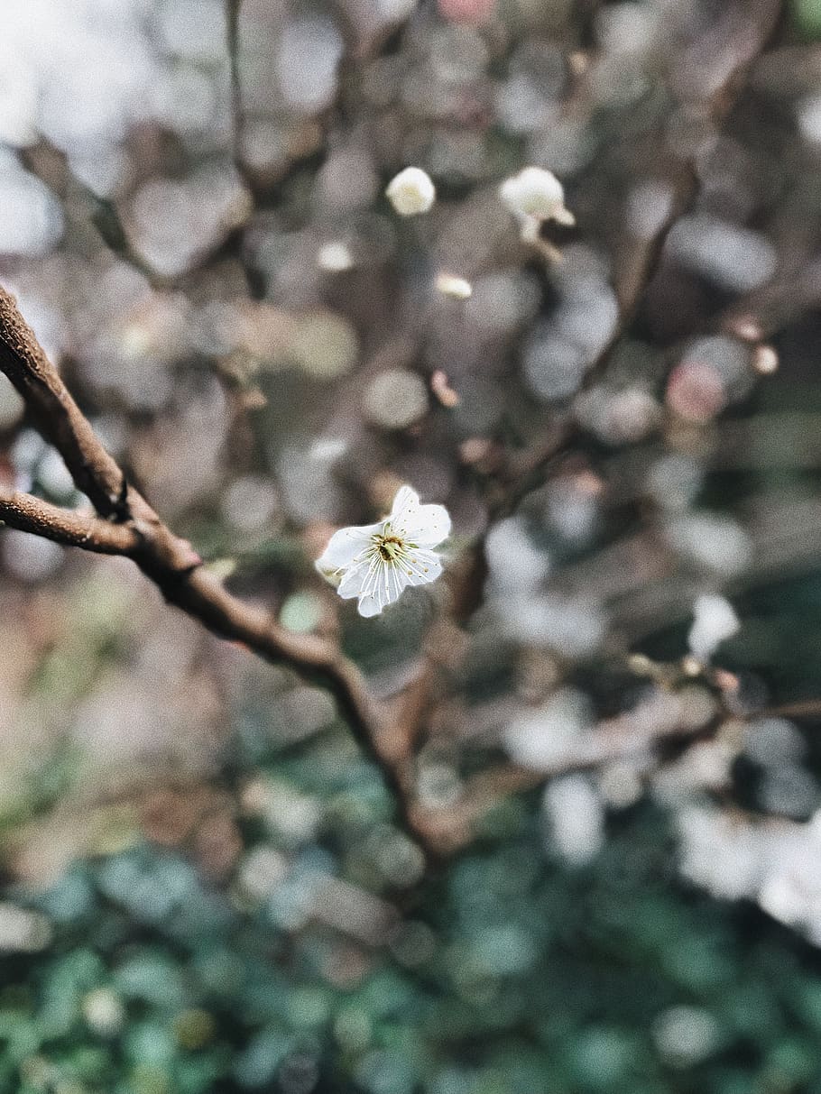 White Cherry Blossoms, blooming, blur, branch, bright, flora HD wallpaper
