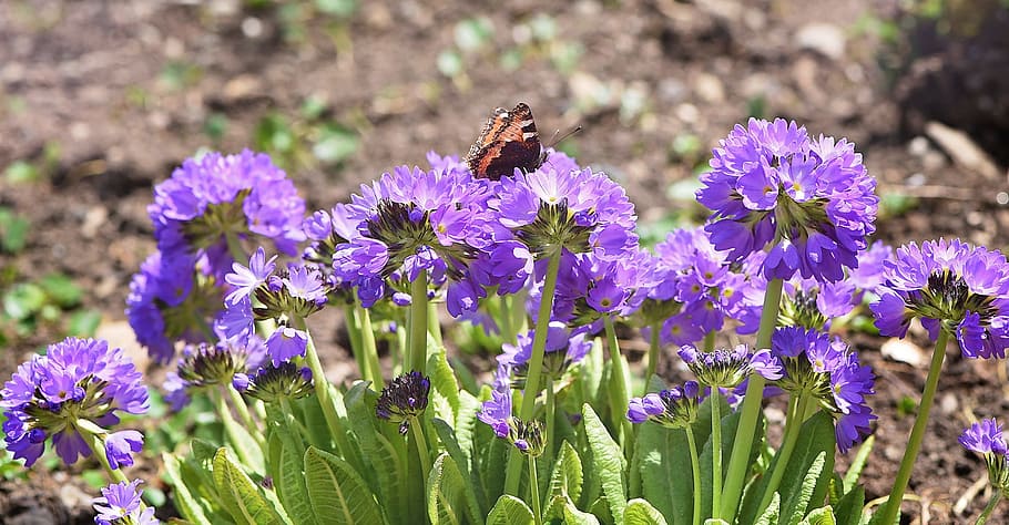 butterfly, insect, flower, nature, garden, fragrance, yellow HD wallpaper