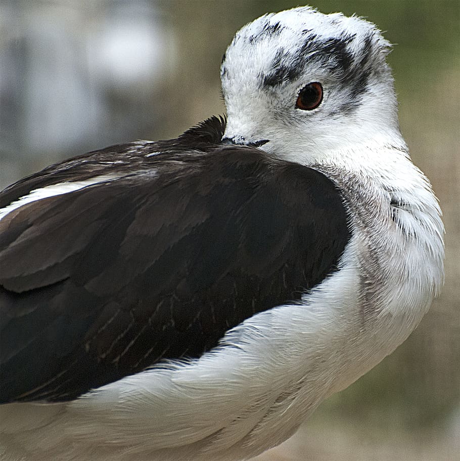 seagull, bird, plumage, animals, animal portrait, animal themes HD wallpaper