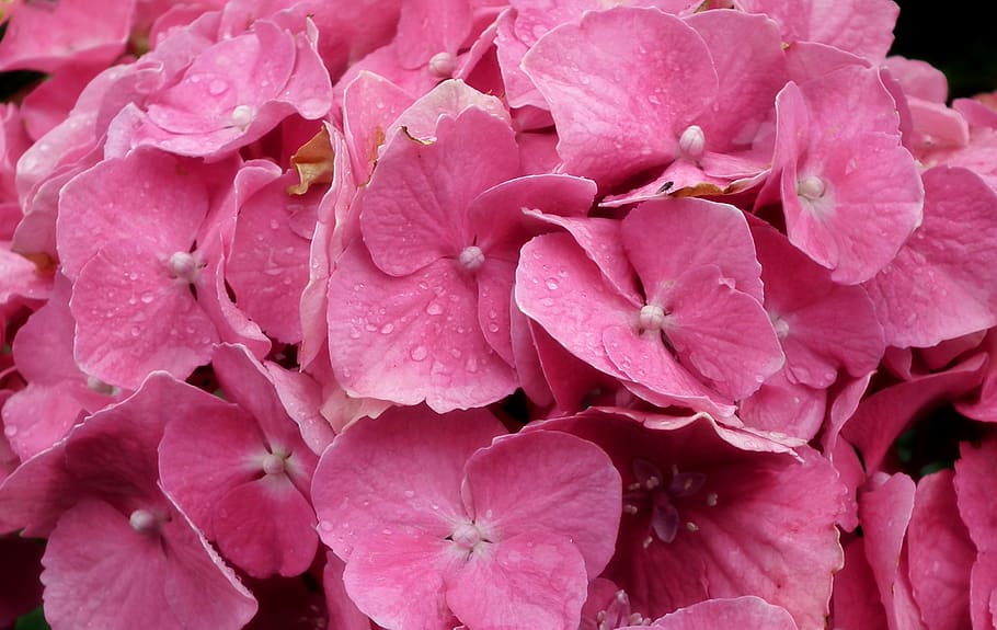 flowers, hydrangea, pink, garden, beautiful, summer, macro HD wallpaper