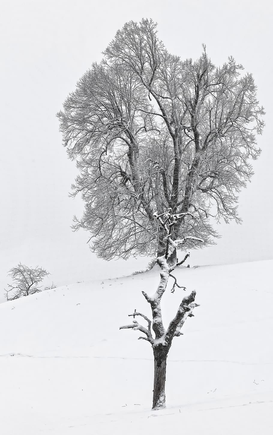 brown bare tree, plant, beauty in nature, winter, tranquility HD wallpaper
