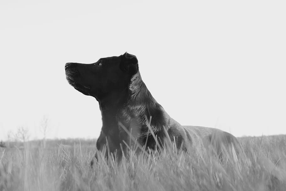 lab, dog, pet, animal, black and white, nature, grass, candid, HD wallpaper