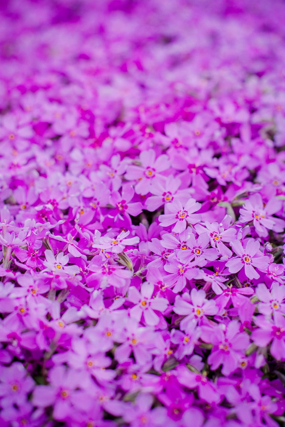 flower, plant, geranium, blossom, petal, purple, dress, clothing HD wallpaper