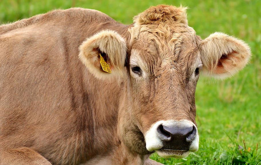 cow, allgäu, cows, cute, ruminant, dairy cattle, pasture, animal HD wallpaper