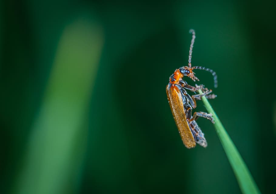 Macro Photo Of Insect, bug, close-up, little, tiny, invertebrate HD wallpaper