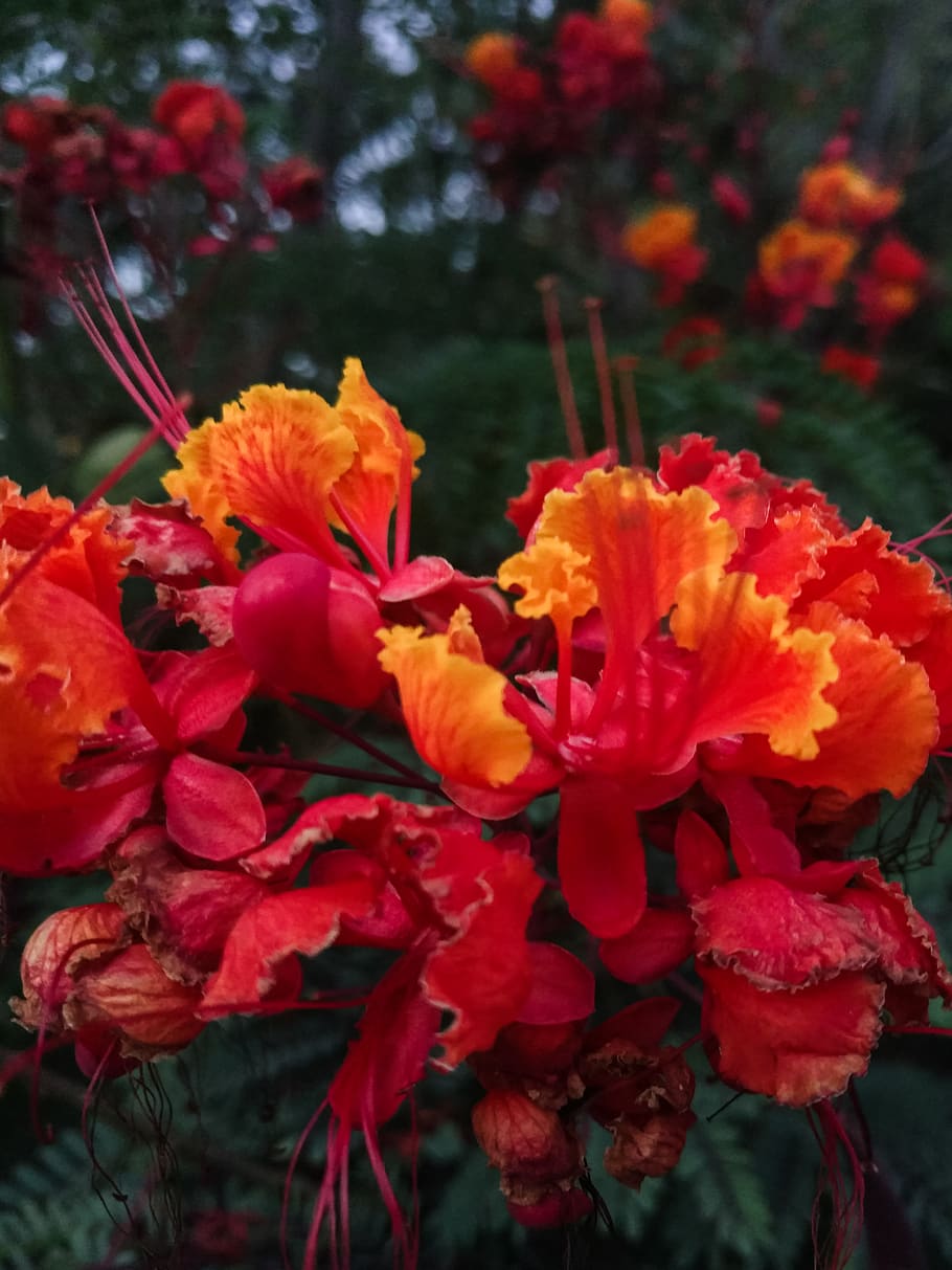 flower, plant, blossom, geranium, petal, colorful, yellow, red HD wallpaper