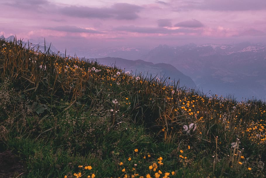 yellow flowers, switzerland, grassland, emmetten, niederbauen-chulm HD wallpaper