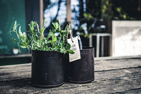 plant, tin, can, pot, jar, cylinder, bucket, pottery, vase HD wallpaper