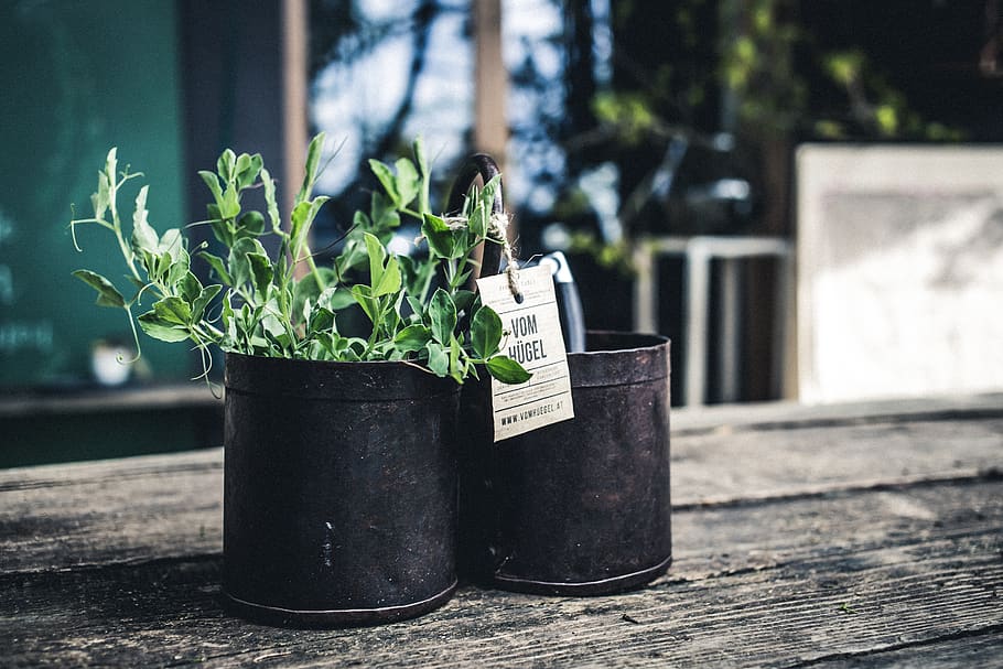 plant, tin, can, pot, jar, cylinder, bucket, pottery, vase HD wallpaper
