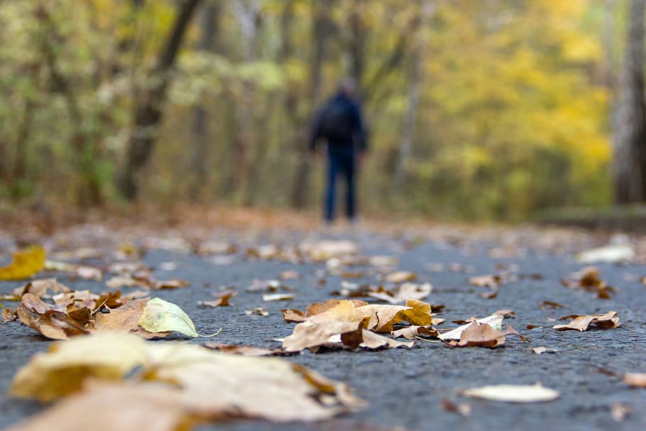 leaf, autumn, people, tree, focus, man, theme, human, person HD wallpaper